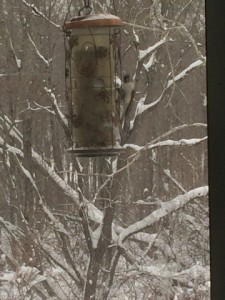 The birds enjoying our feeder.