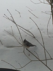 The birds enjoying all the food we put out for them. 